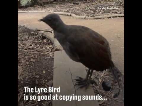 Lyrebird es un gurú de la imitación, cuyo arsenal es el rugido de una motosierra y una alarma de automóvil.