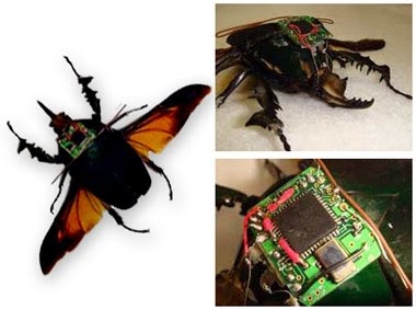 Les scientifiques ont créé une libellule cyborg