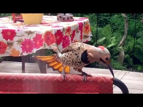 Cockatoo use drum solos for courtship