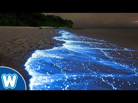 Bioluminescent phytoplankton - starry sky in sea water