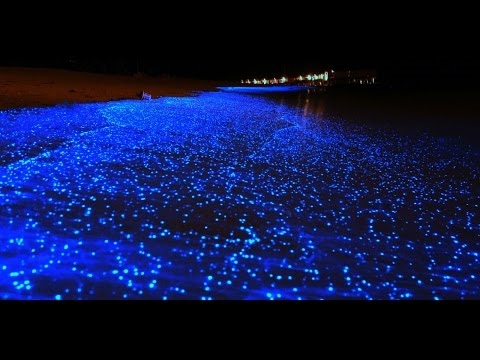 Fitoplancton bioluminiscente - cielo estrellado en agua de mar