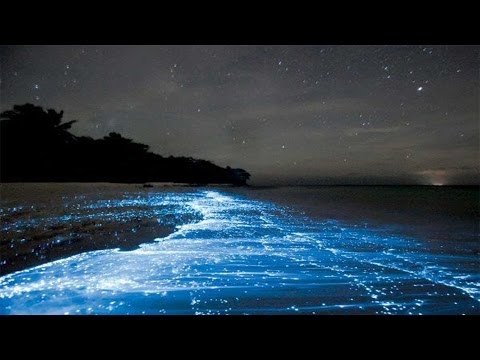 Bioluminesenssi kasviplanktoni - tähtitaivas merivedessä