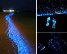 Bioluminescent fytoplankton - sterrenhemel in zeewater