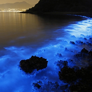Fitoplâncton bioluminescente - céu estrelado na água do mar