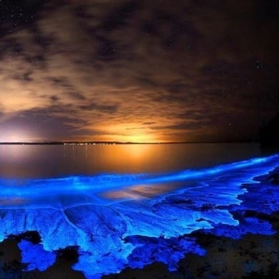 Fitoplancton bioluminiscent - cer înstelat în apa mării