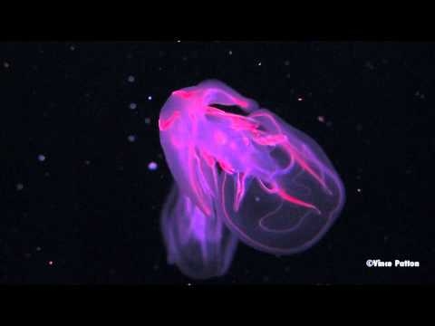 Bioluminiscenčný fytoplanktón - hviezdna obloha v morskej vode