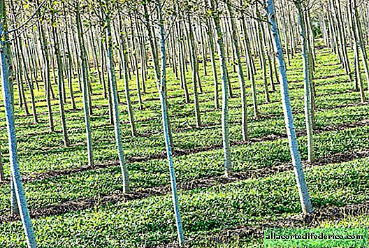 Why did the Chinese plant more than 1 million genetically modified poplars