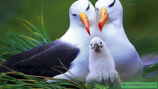 The 10 strongest couples of the animal world