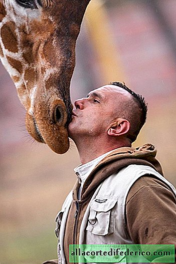 10 amazing photos about the special connection between the zoo worker and giraffes