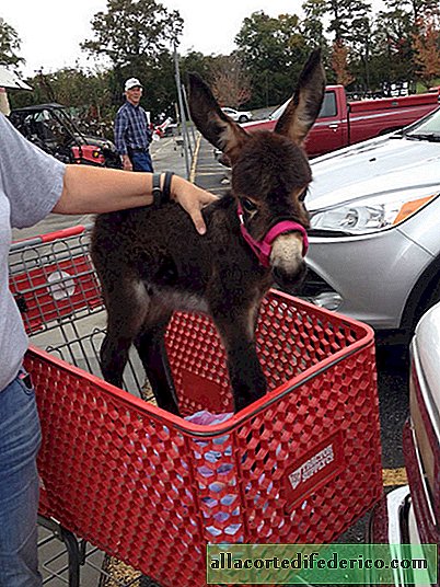 10 schattige kleine burros om je dag goed te maken