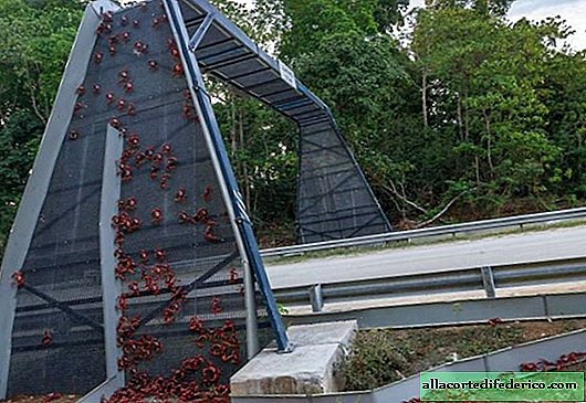 10 ponts et passerelles pour animaux étonnants qui permettent de sauver des milliers d'animaux chaque année