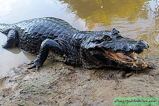 Las 10 criaturas más terroríficas de la Amazonía, que te has topado con las cuales te arrepentirás de haber venido
