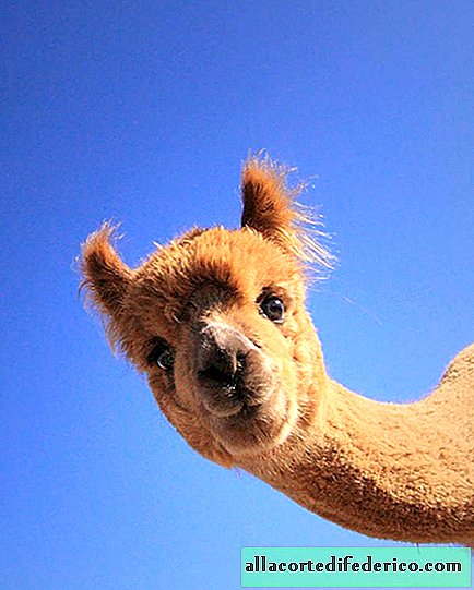 10 tranen van grappige alpaca's die je dag zullen maken