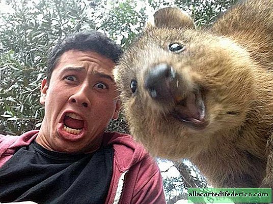 10 fotos hilárias que provam que os kvokki são os animais mais felizes do mundo