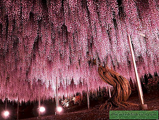 Tio skäl att släppa allt och åka till Japan för den fantastiska wisteria-festivalen