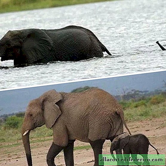 10 fotos maravillosas de elefantes que te harán sonreír a los oídos