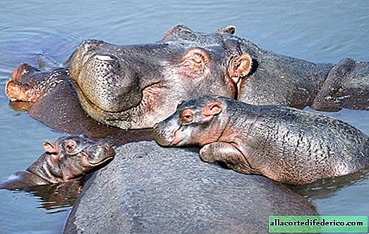 10 petits hippopotames pour rendre votre journée meilleure