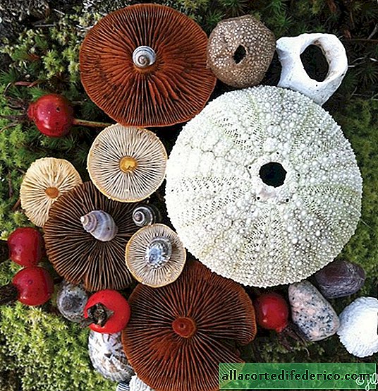 10 photos incomparables montrant la beauté magique des champignons