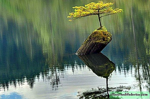 10 amazing trees from around the world who want to live in spite of everything