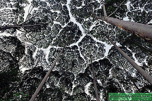 10 занимљивих примера „стидљивих крошњи“ - феномена дрвећа која избегавају контакт
