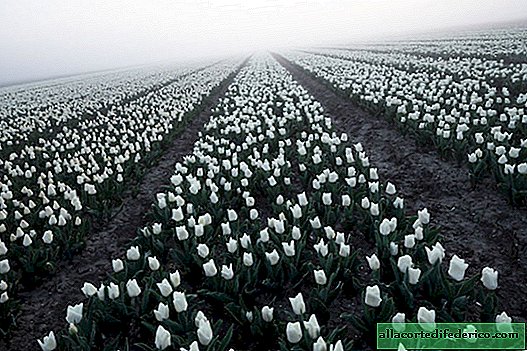 10 lenyűgöző fénykép a tulipánmezőkről Hollandiában