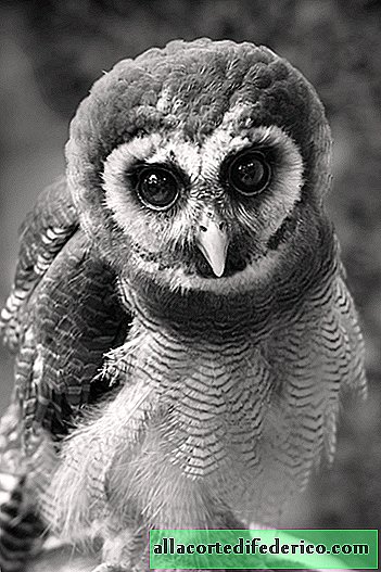 10 amazing portraits of the mesmerizing beauty of owls