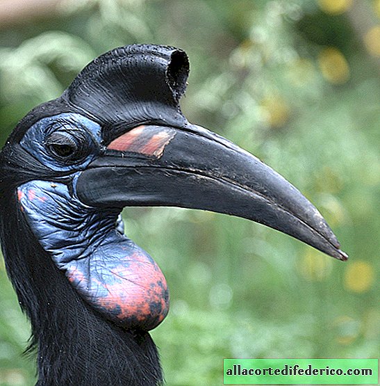 10 most unusual birds of our planet