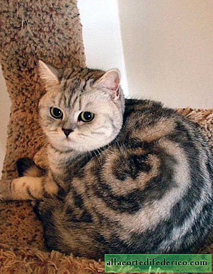 10 cats from all over the world with the most amazing color