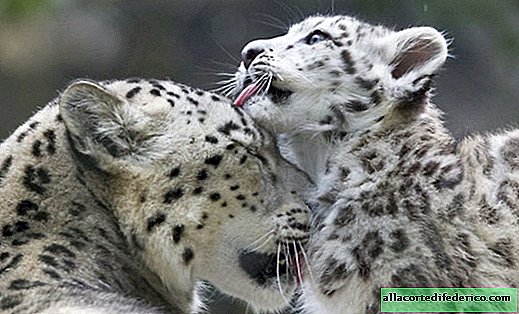 10 fotos encantadoras de leopardos de las nieves que te enamoran