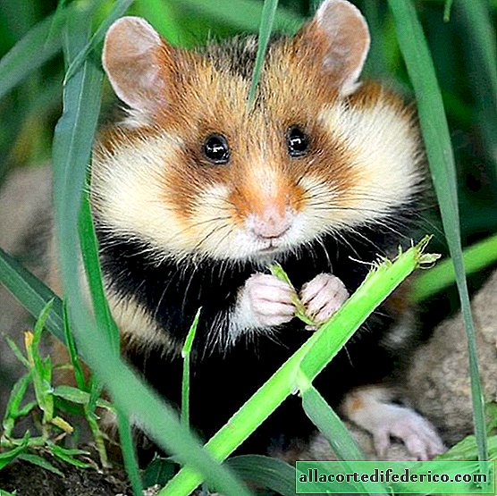 10 coole foto's over het leven van wilde hamsters voor degenen die een zware dag hadden