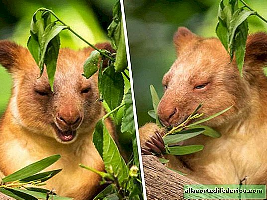 10 increíbles fotos de canguros de árbol de las que nunca has oído hablar
