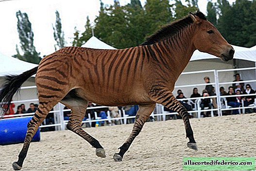 Also immer noch schwarz oder weiß: 10 interessante und erstaunliche Fakten über Zebras