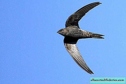 10 mois de vol continu: quels oiseaux peuvent rester dans les airs pendant si longtemps