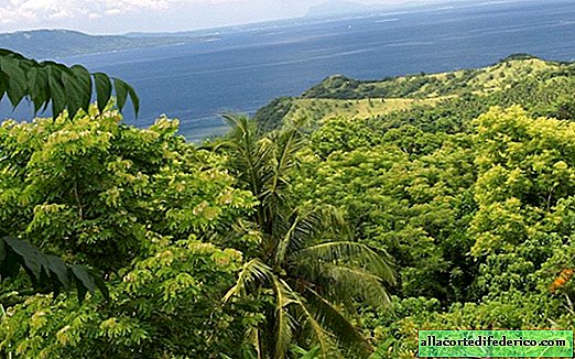 10 أشجار للحصول على دبلوم: في الفلبين ، كان مطلوبًا من جميع تلاميذ المدارس زراعة الأشجار