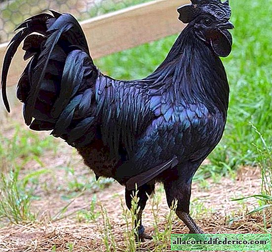 These rare "Gothic" chickens are 100% black from feathers to internal organs and bones!