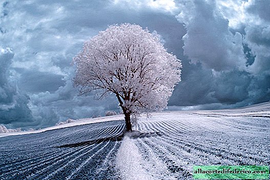 11 unusual shots of the majestic beauty of trees