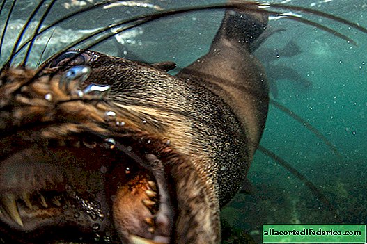 Face à face avec un phoque de fourrure: 11 superbes photos