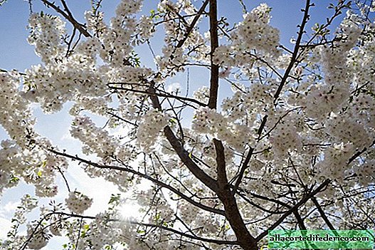 11 foto's waaruit blijkt dat het koninkrijk van Sakura de Amerikaanse stad Macon is, niet Japan