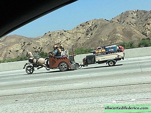 Romeinse strijdwagen op de snelweg en een cobra in de auto: 12 vreemdste bril op de weg