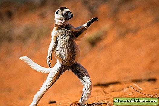 12 wild animals that made us laugh until you drop