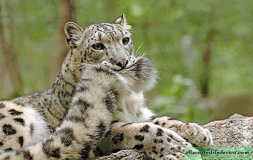 12 zábavných snímok snežných leopardov, ktoré jedia svoje vlastné chvosty