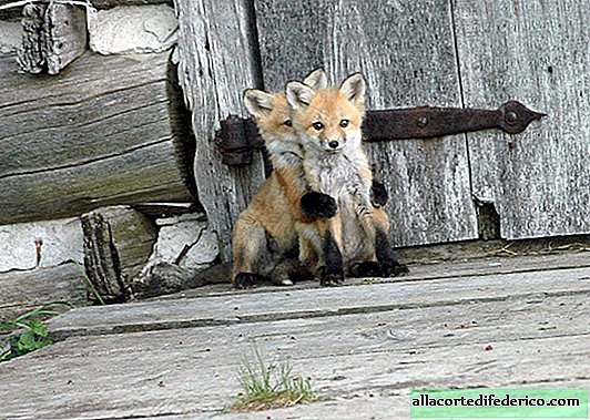 12 photos de renards trop adorables pour être vraies