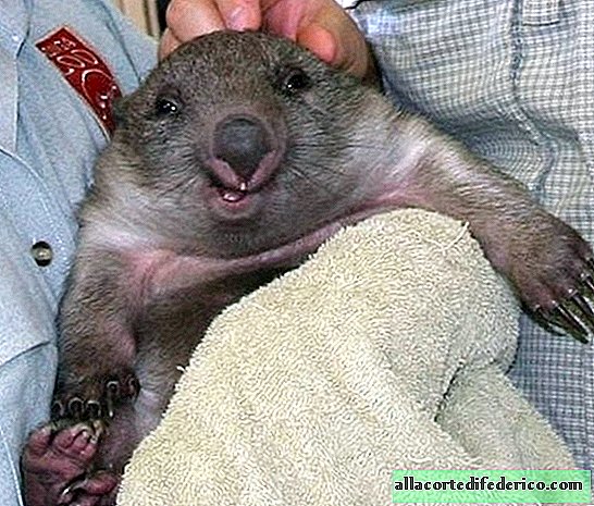 12 naljakat fotot, kus isegi kõige hirmsamad loomad naeratavad