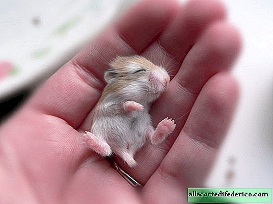 12 tiny babies that fit on the palm of your hand
