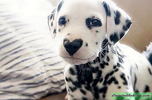 Dalmatian Wiley has a heart on her nose and 120 thousand Instagram fans