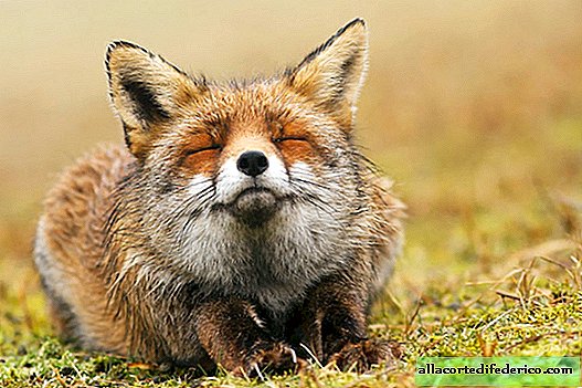 13 pictures of charming foxes who know how to enjoy life