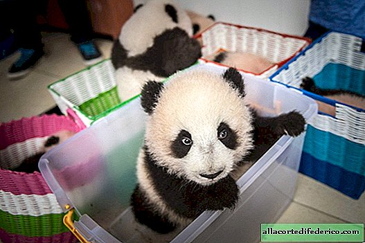 13 utrolige fotos af, hvordan ugedage går i pandaopdrætningscentret
