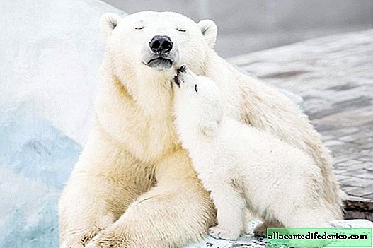 15 ontroerende en schattige foto's over hoe welpen leren beren te zijn