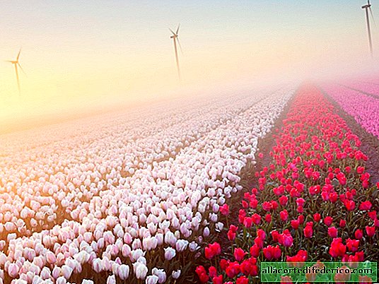 15 campos de flores fantásticamente hermosos de todo el mundo