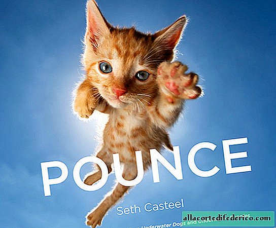 15 cutest attacks: a photographer shoots kittens in a jump
